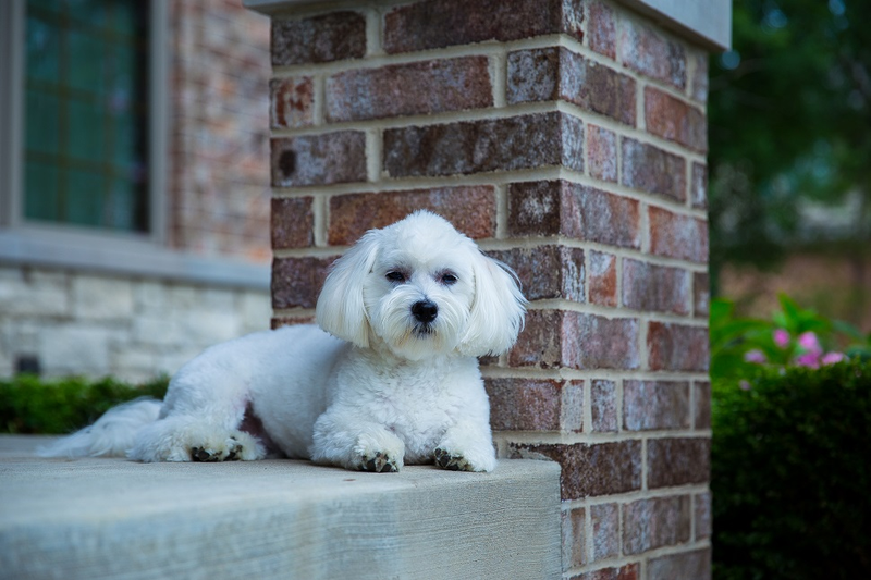 Illustration for article titled 39 *Scratchy Scratchy* Photos of Dogs